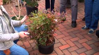 Pruning Nandina [upl. by Nylissej]