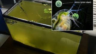 Raising Daphnia for the Freshwater Aquarium [upl. by Richy]