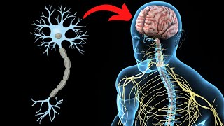 El SISTEMA NERVIOSO CENTRAL explicado partes y funcionamiento🧠 [upl. by Wernsman]