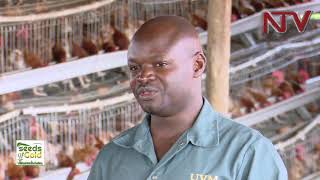 SEEDS OF GOLD How to earn millions from poultry farming [upl. by Zobias]