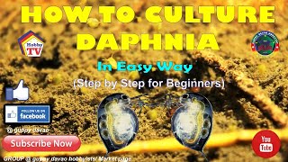 HOW TO CULTURE DAPHNIA In Easy Way [upl. by Juback]