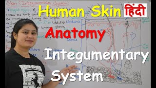 Human Skin  Integumentary system Anatomy in Hindi  Structure  Layers  Functions  Part1 [upl. by Yhtamit]