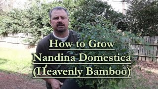 How to grow Nandina Domestica Heavenly Bamboo [upl. by Sharline970]