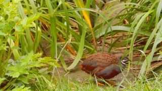 Chinese painted quails Coturnix chinensis  wild type [upl. by Ojoj672]