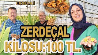 ÇİFTÇİNİN YENİ UMUDU “ZERDEÇAL” KAZANDIRIYOR [upl. by Hambley699]